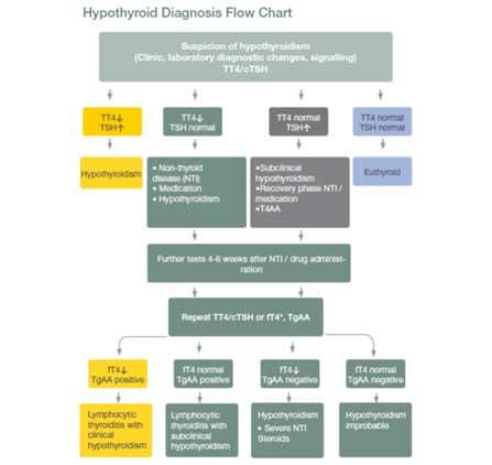 Diagnosis flowchart for dos with hypothyroidism